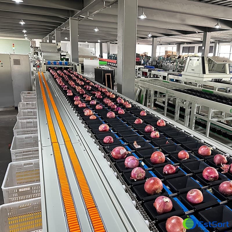 images/1697787772349onion sorting grading line.jpg